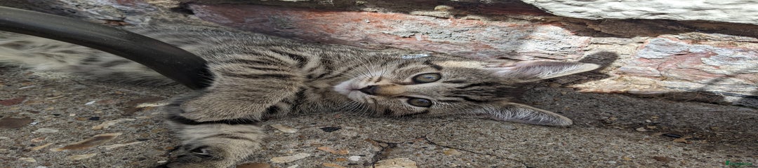 Mixed Breed Kitten 1