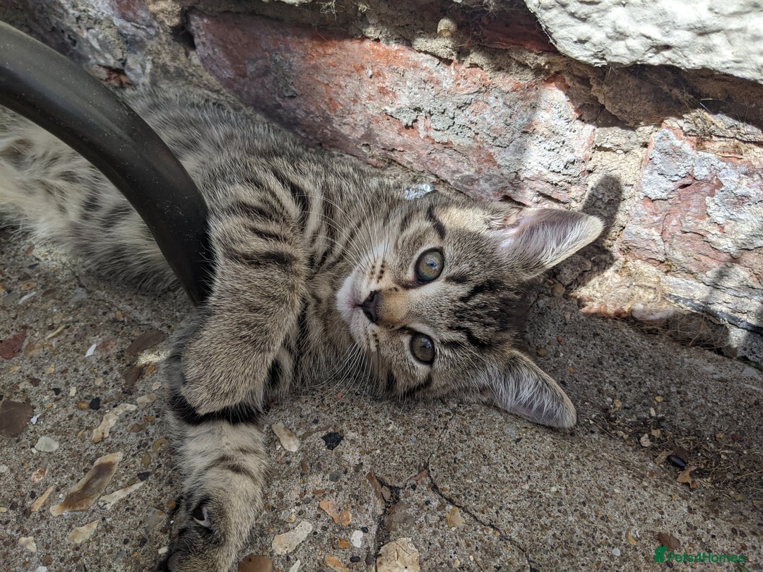Mixed Breed cats for sale: Bigger kittens for rehoming - Image 8