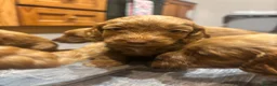 Cockapoo dogs for sale: Cockapoo puppies  - Advert 13