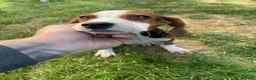 Mixed Breed dogs for adoption: JUNIE FOR ADOPTION CORNWALL/DEVON/SOMERSET BORDER - Advert 5
