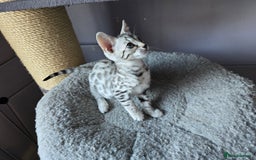 Bengal cats for sale: TICA Champion Bengal Kittens  - Image 10