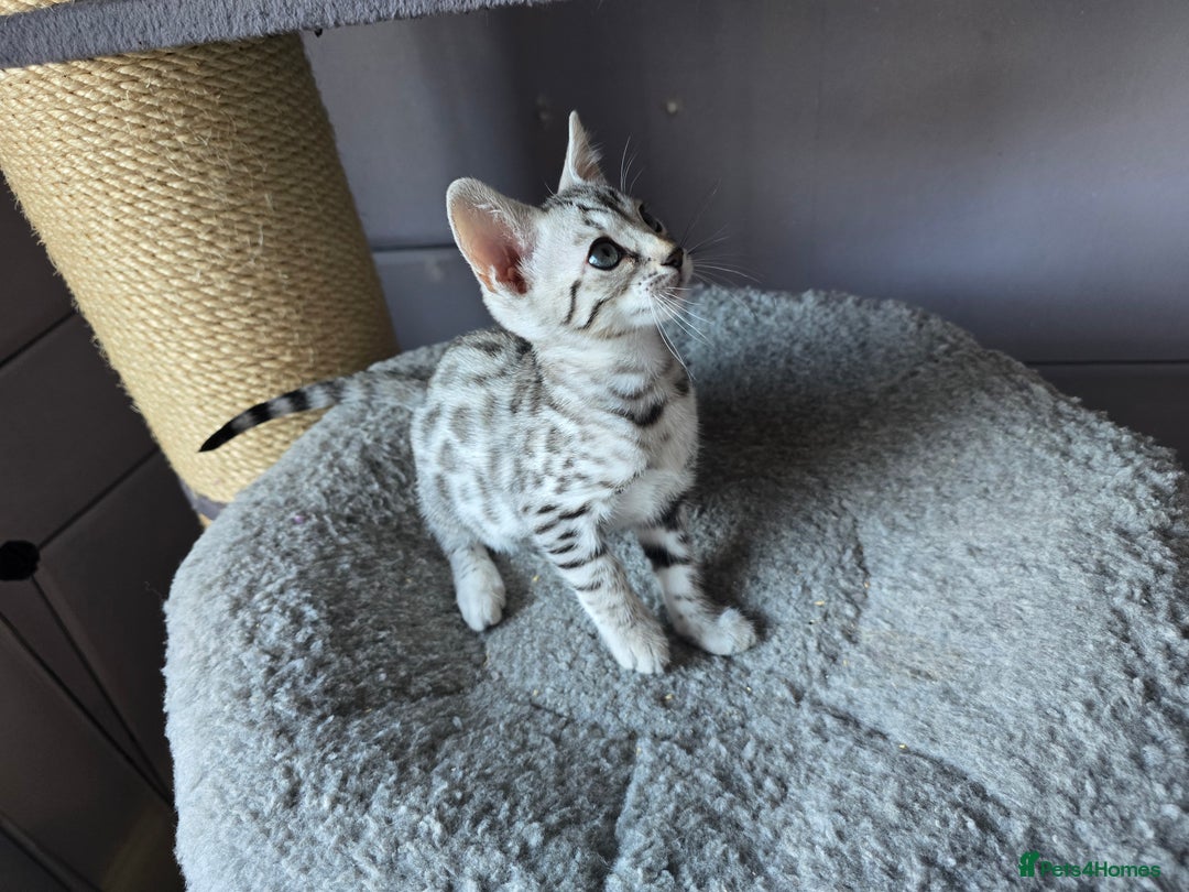 Bengal cats for sale: TICA Champion Bengal Kittens  - Image 10