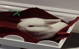 Mini Lop rabbits for sale: Adorable Purebred Baby Mini Lops - Image 12