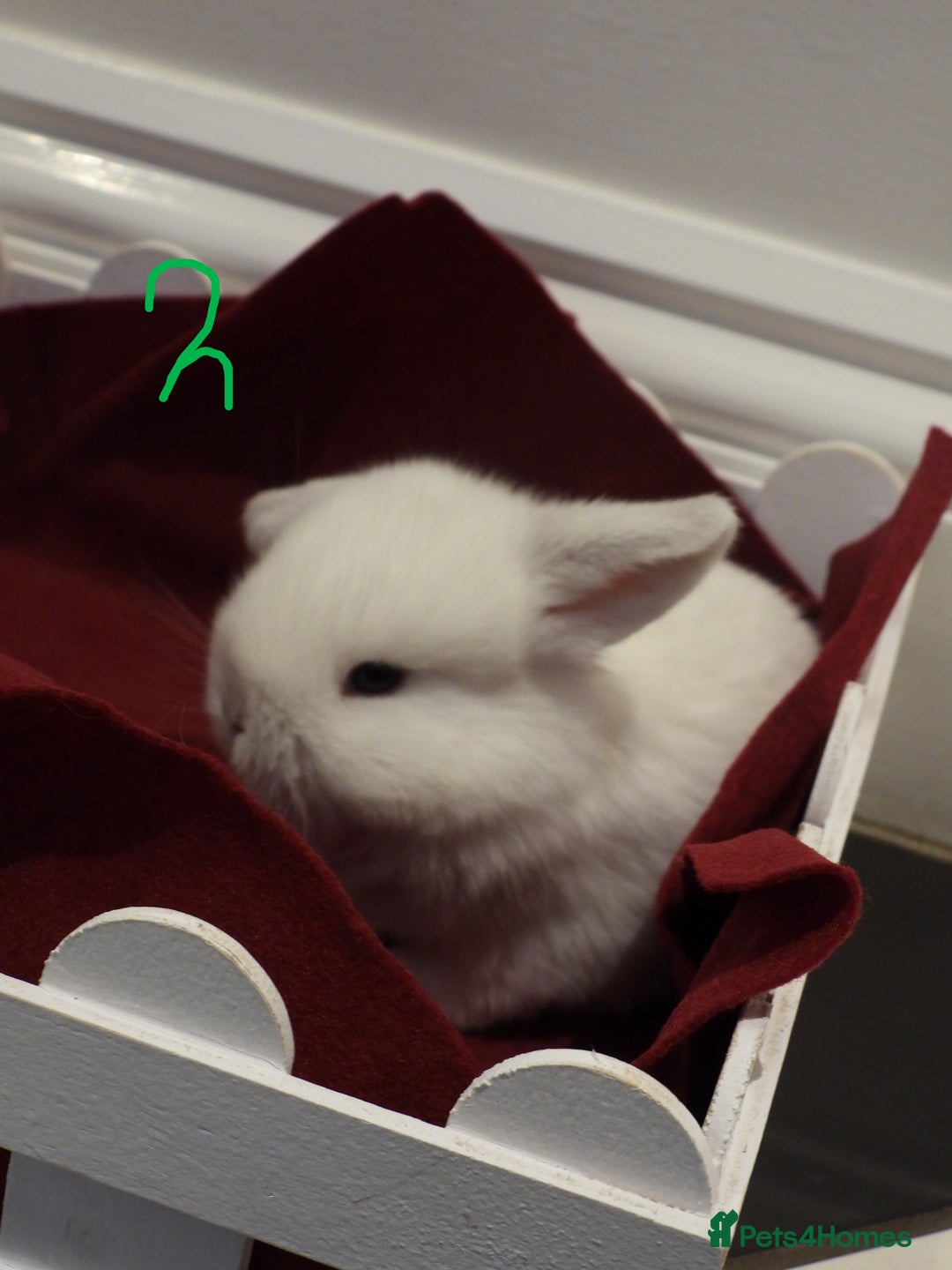 Mini Lop rabbits for sale: Adorable Purebred Baby Mini Lops - Image 12