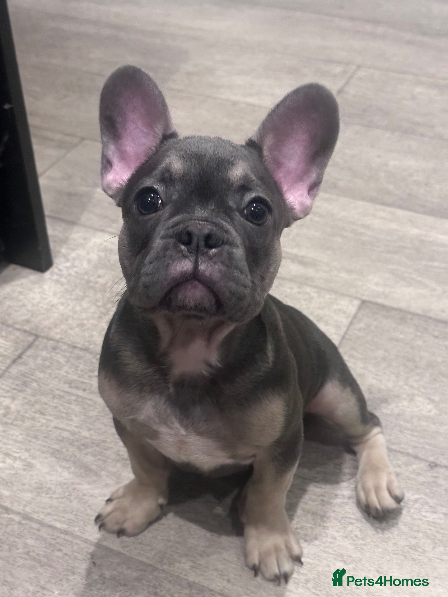 French Bulldog dogs Quality French Bulldog Puppy Last Boy - Advert 8