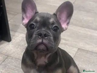 French Bulldog dogs Quality French Bulldog Puppy Last Boy - Advert 8