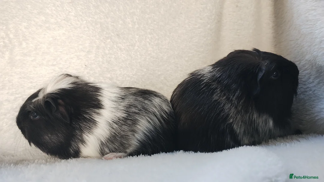 Guinea Pig rodents for sale: Baby cornet sisters guinea pig delivery available - Advert 3