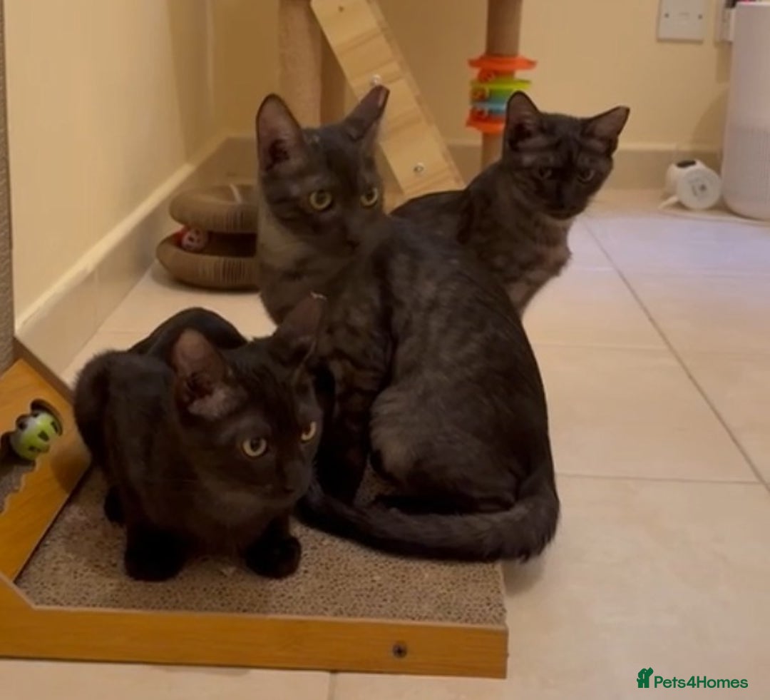 Mixed Breed cats for adoption: [Indoors Only] Lovely & Playful Trio Brothers - Advert 1