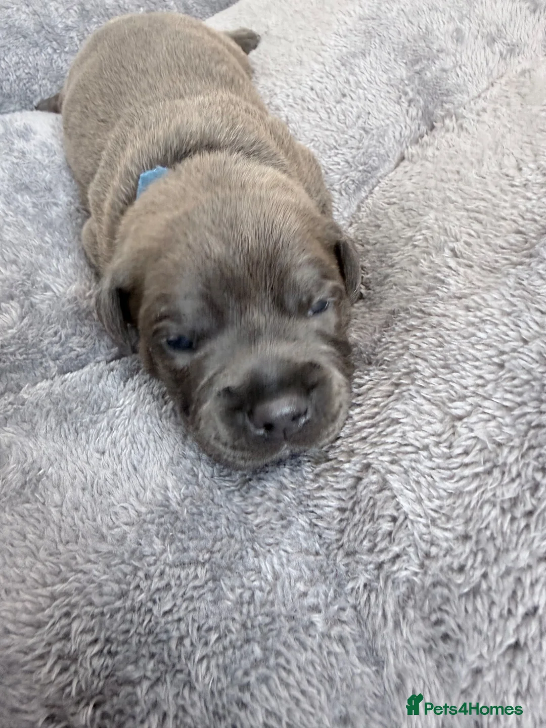 Staffordshire Bull Terrier dogs for sale: 🐶 6 Beautiful Blue/Blue Brindle Staffy Puppies 🐶 - Advert 2
