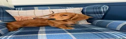 Miniature Dachshund dogs for sale: 🩷Stunning Long Haired Mini Dachshunds💙 - Advert 11