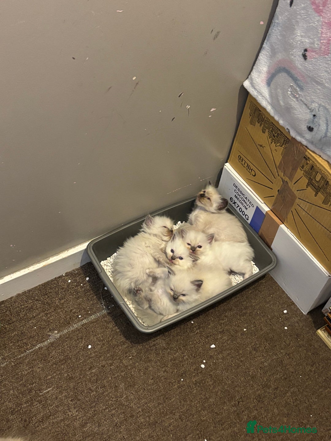 Ragdoll cats for sale: Ragdoll kittens  - Image 24