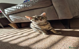 British Shorthair cats for sale: FOUND NEW HOMES - CUTE BROWN TABBY KITTEN  - Image 3