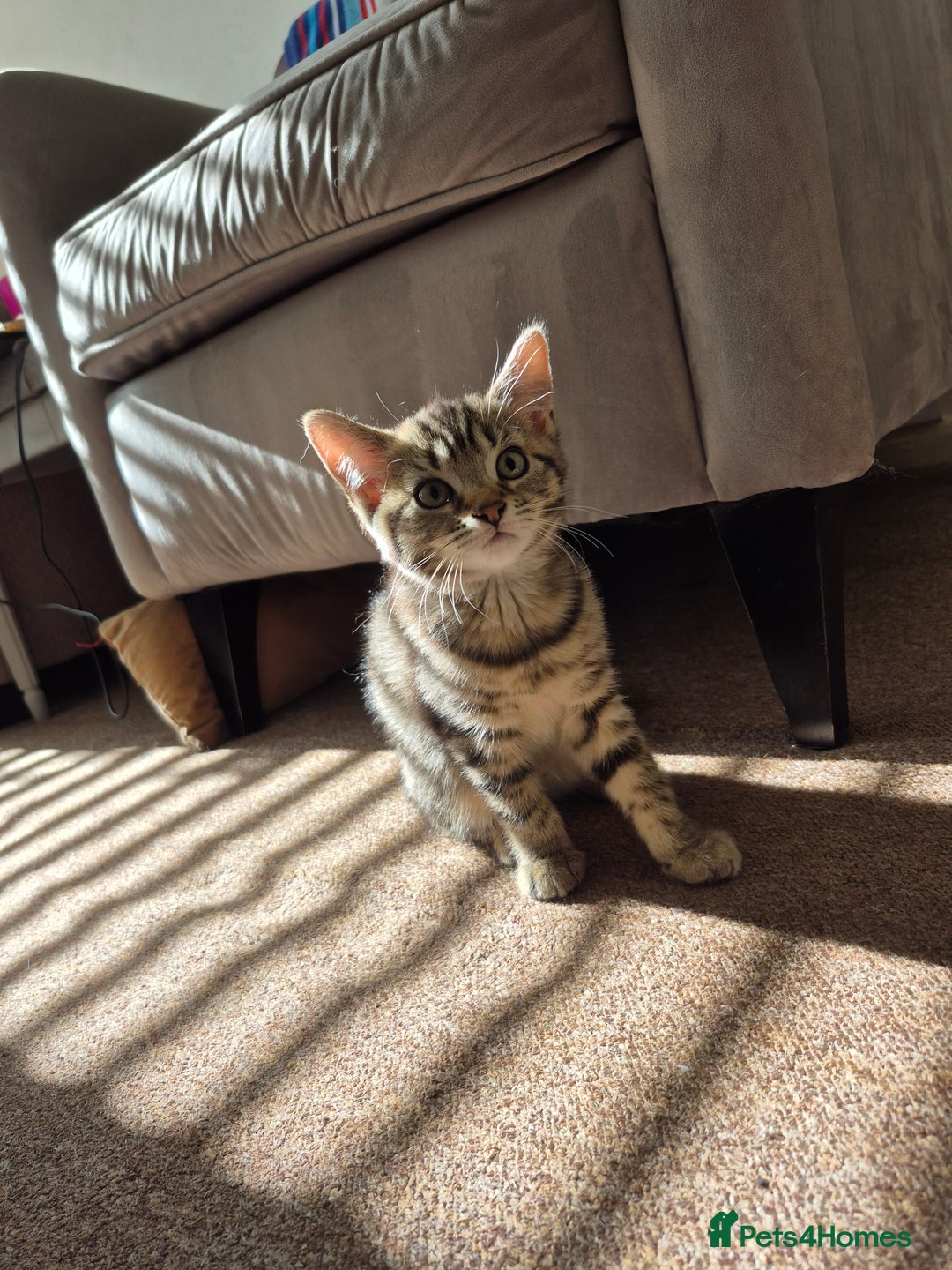 British Shorthair cats for sale: FOUND NEW HOMES - CUTE BROWN TABBY KITTEN  - Image 3