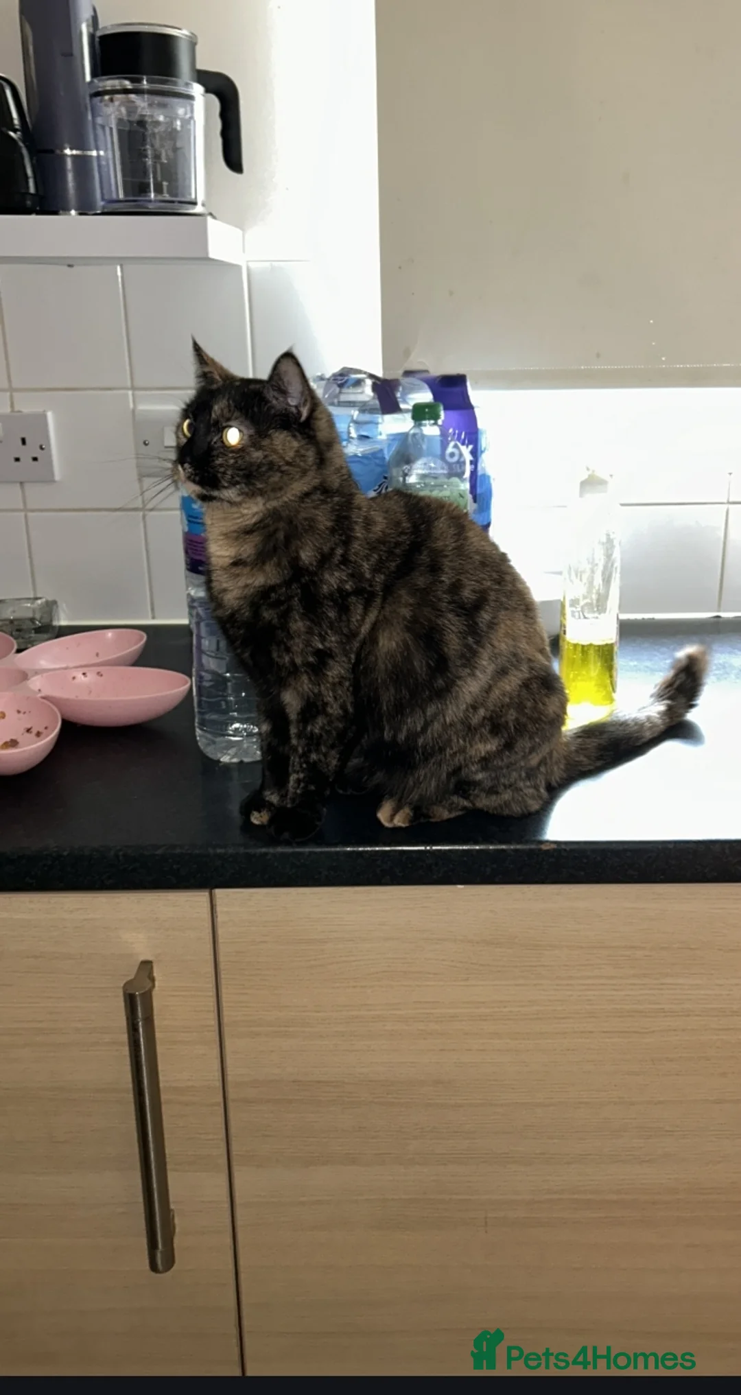 British Shorthair cats for sale: British shorthair in Hounslow - Advert 2