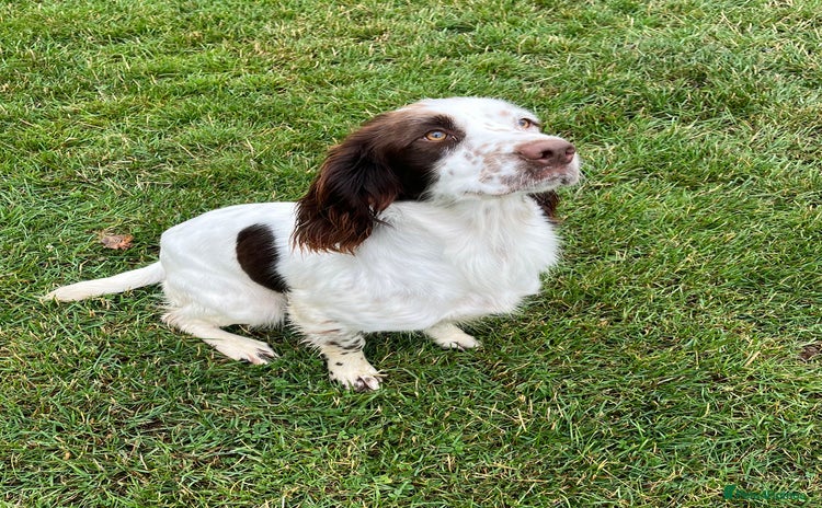 English Springer Spaniel dogs - Advert 1