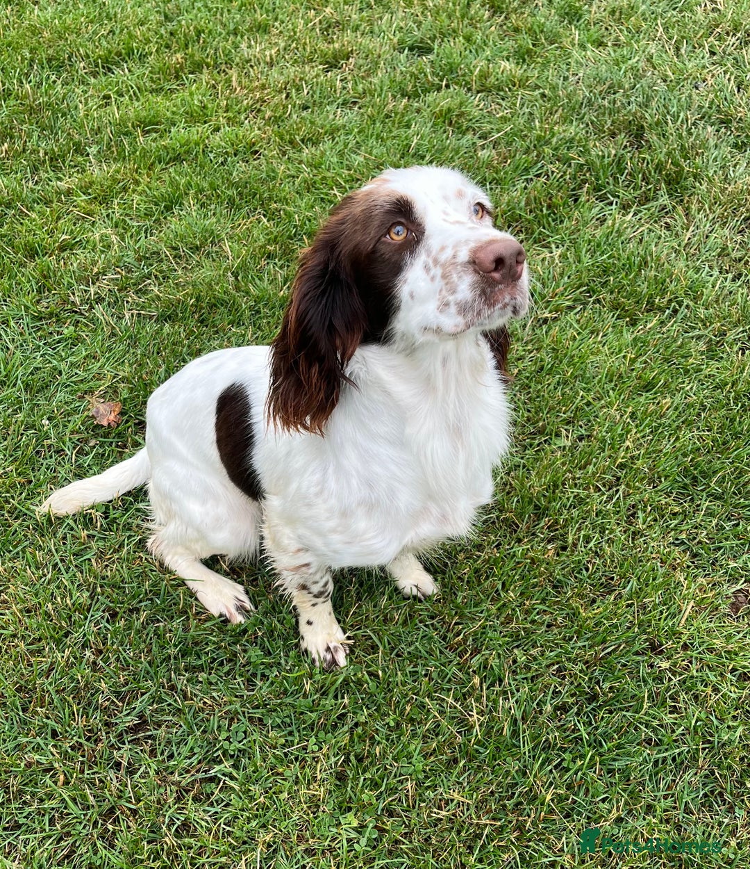 English Springer Spaniel dogs for sale: English Springer Spaniel for sale  - Image 1
