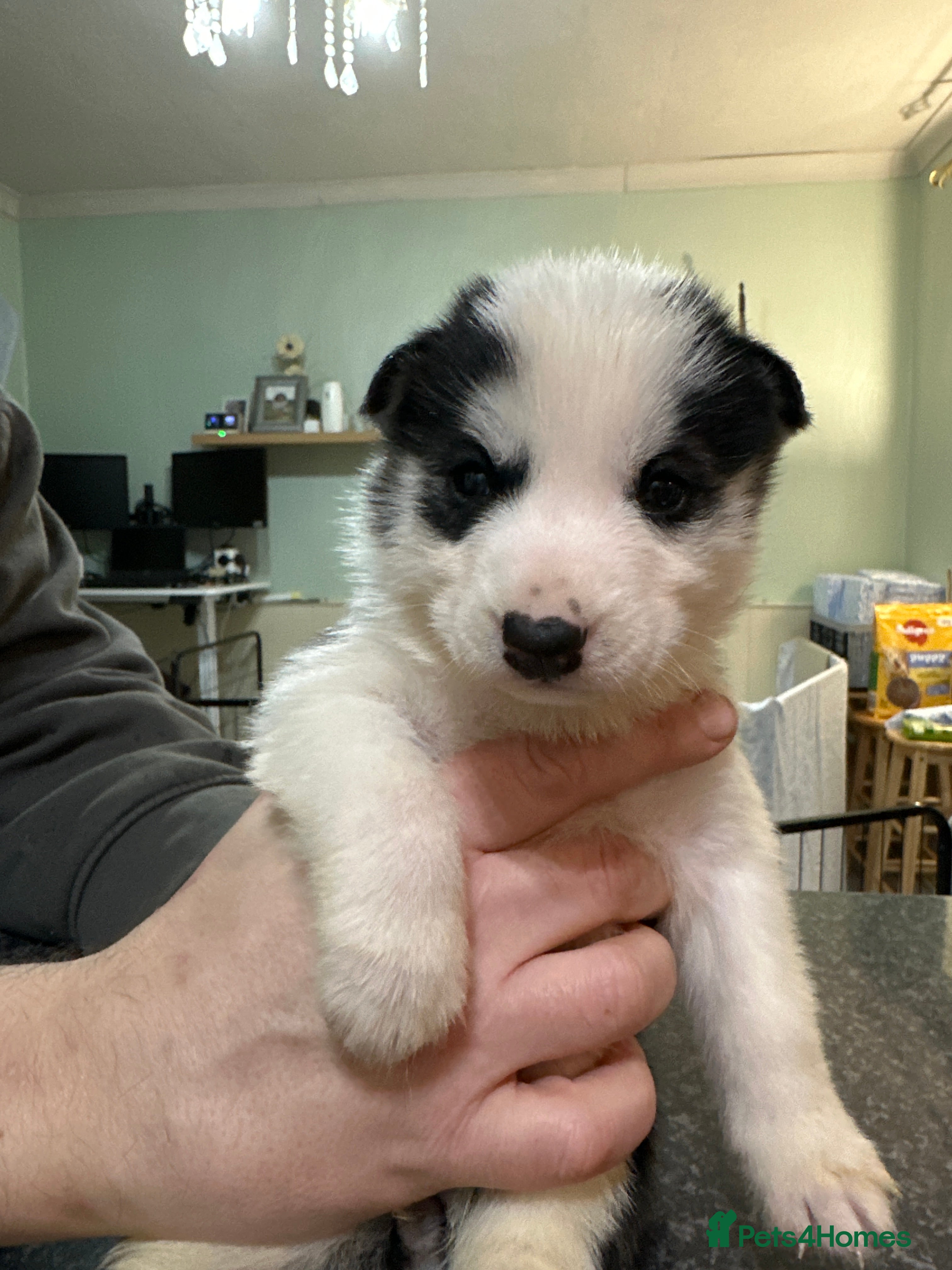 Siberian Husky dogs for sale: 🐾 Beautiful Siberian Husky Puppies–Litter 1 🐾 - Advert 2