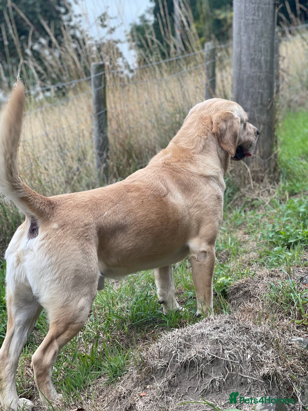 Goldador dogs for stud: Stunning Goldador for Stud in Oswestry - Advert 35