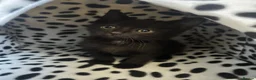 Mixed Breed cats for sale: Male kitten - Advert 20