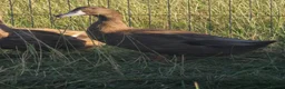 Ducks poultry for sale:  Ducklings Indian Runner Khaki Campbell Appleyard - Advert 6