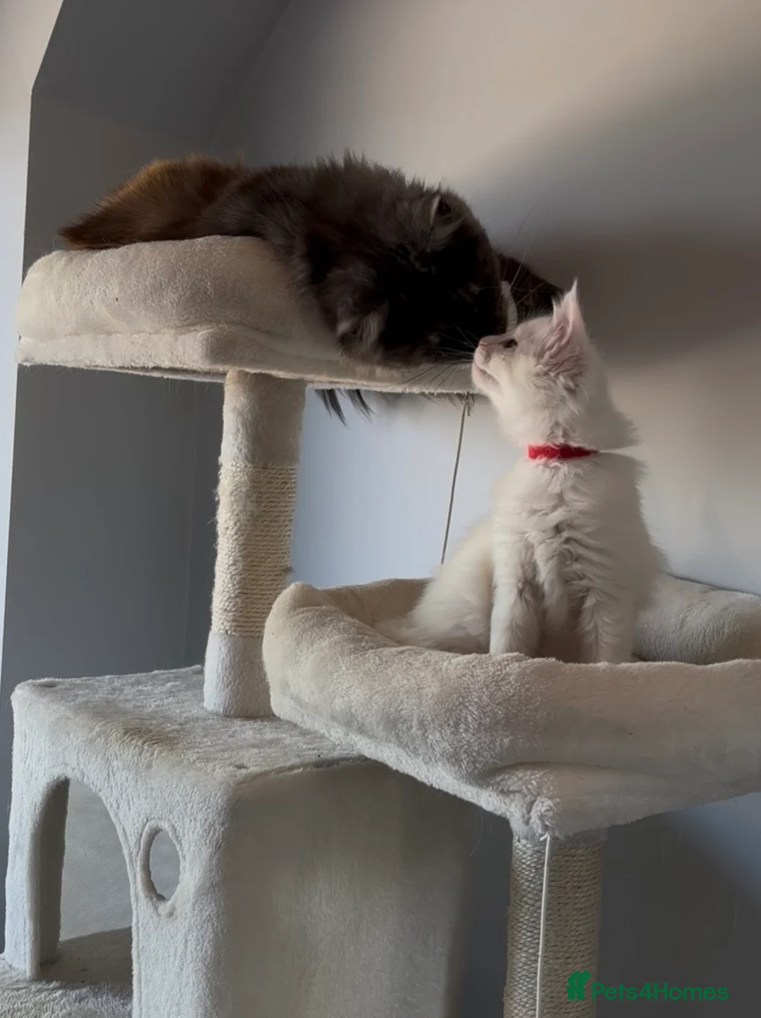Maine Coon cats for sale: Council licensed TICA white Maine Coon kittens - Advert 2