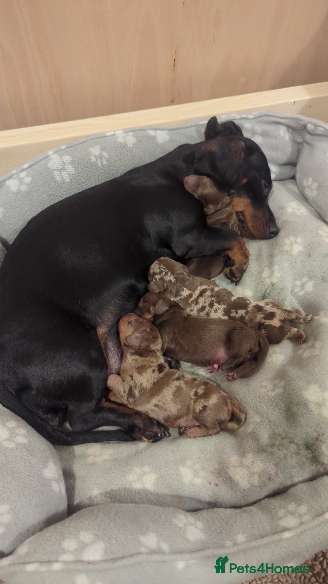 Dachshund dogs for sale: Tweenies Dachshunds 3 dogs 1 bitch - Advert 14