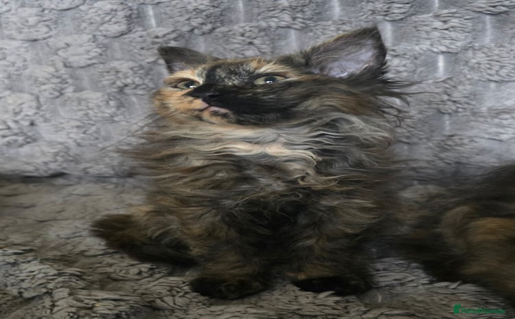 LaPerm cats 8 Laperm mix kittens, curly & long-haired - Advert 3