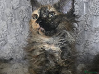 LaPerm cats 8 Laperm mix kittens, curly & long-haired - Advert 9