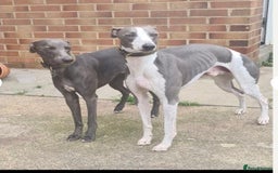 Whippet dogs for sale: Adorable home bred KC whippets - Image 5