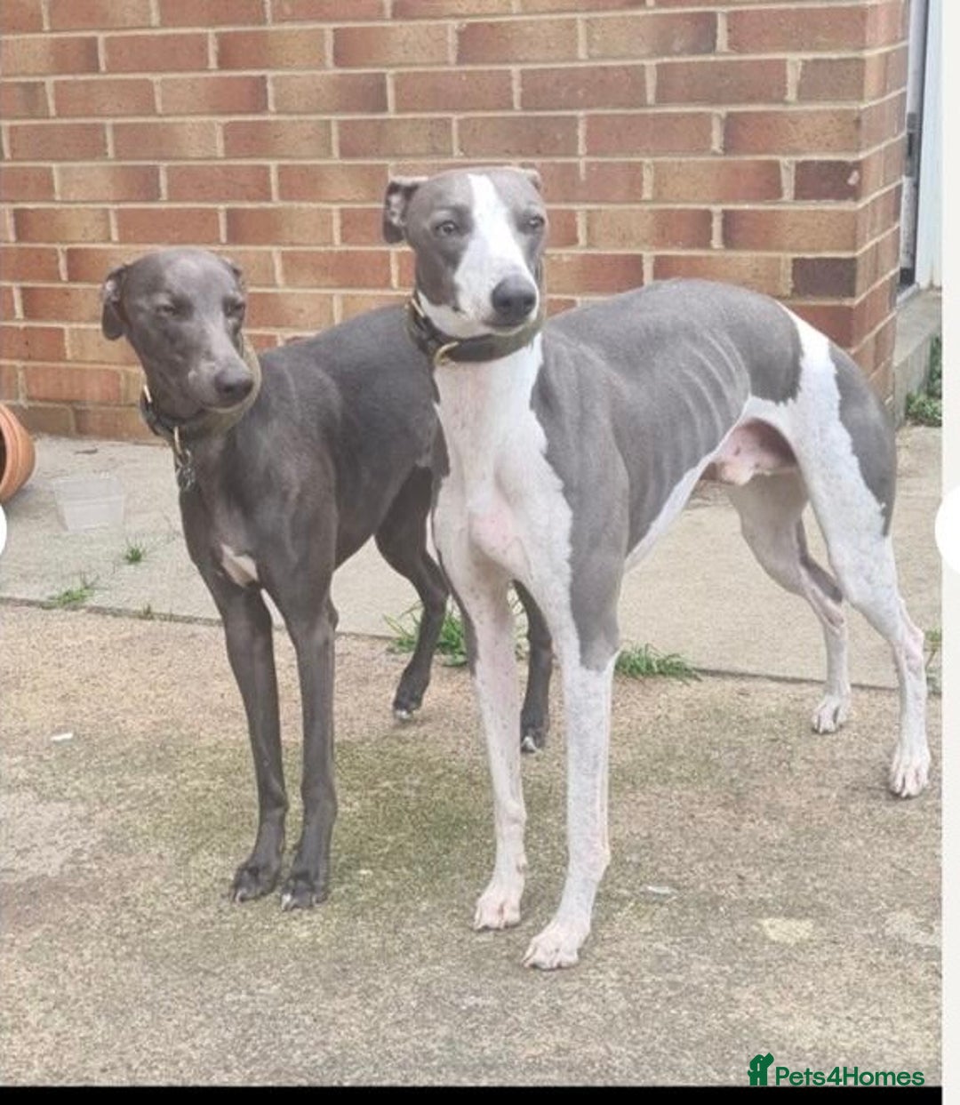 Whippet dogs for sale: Adorable home bred KC whippets - Image 5