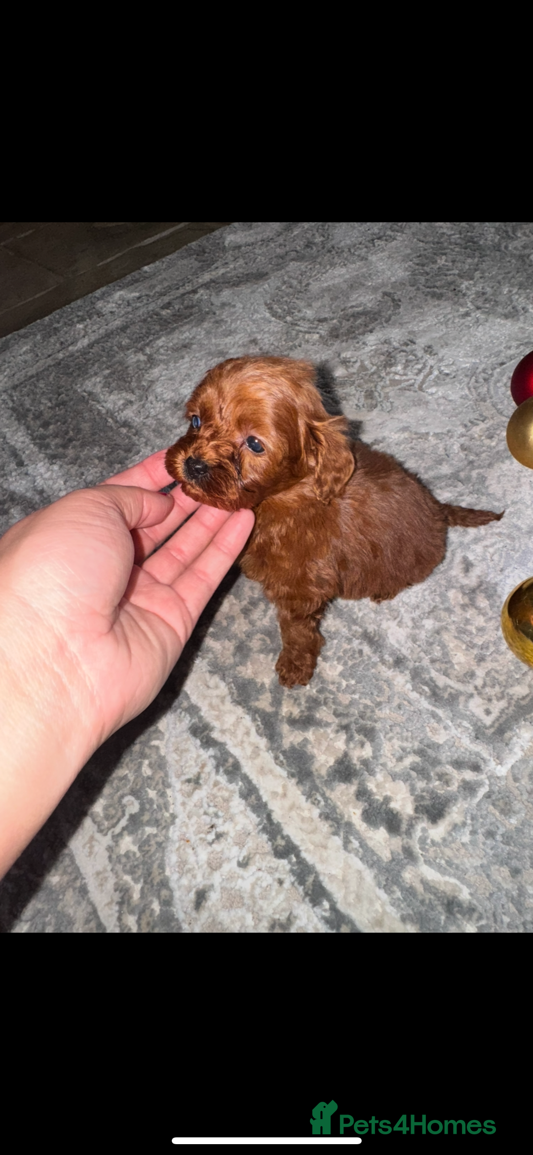 Cavapoo dogs for sale: PERFECT CAVAPOOS ❤️ - Advert 5