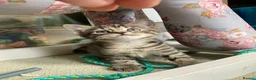 Maine Coon cats for sale: Kittens Maine coon  - Advert 17