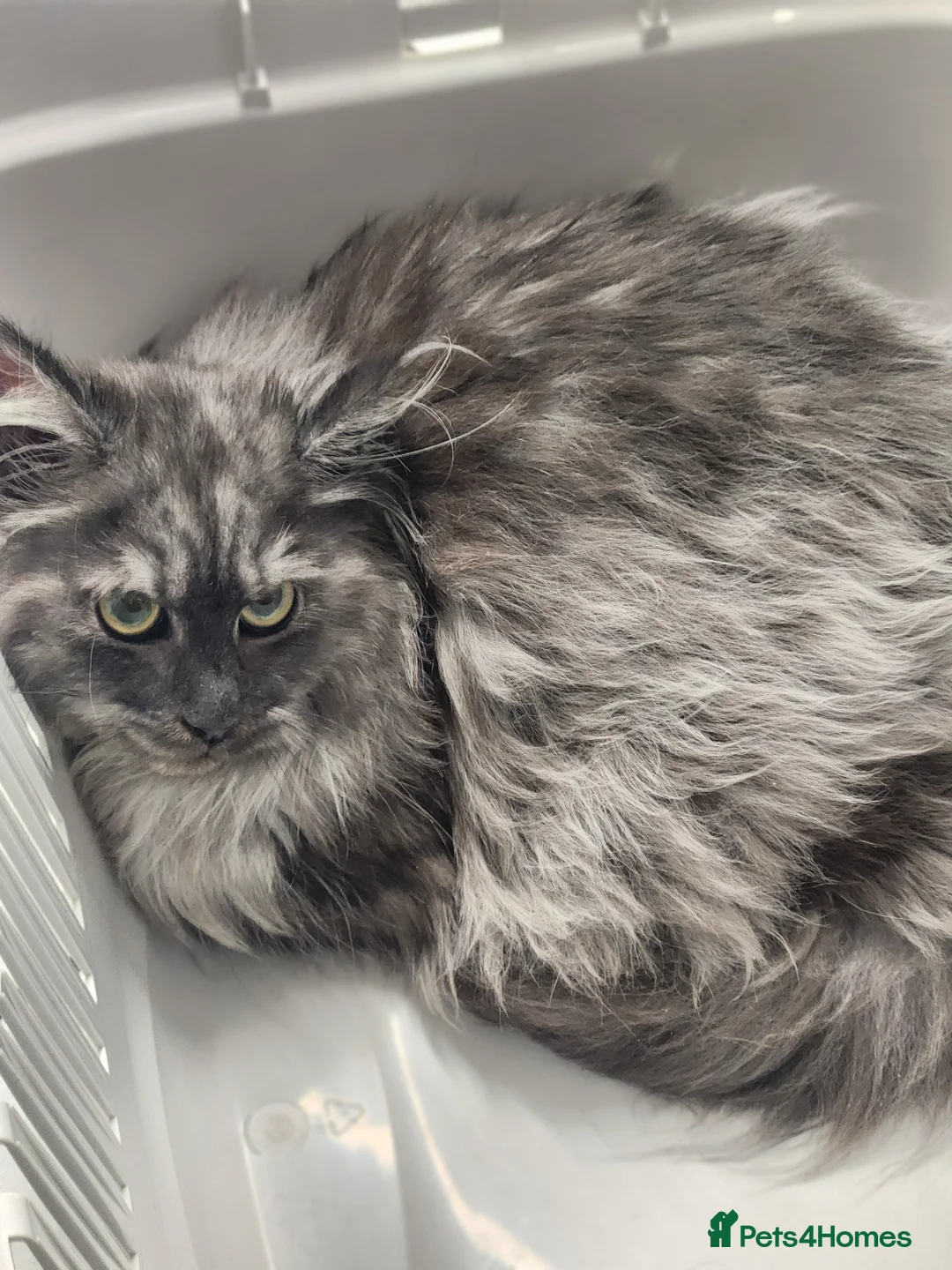 Maine Coon cats for sale: SMOKED XL COON - Advert 1