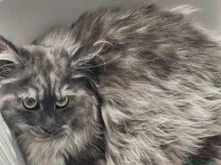 Maine Coon cats SMOKED XL COON - Advert 1