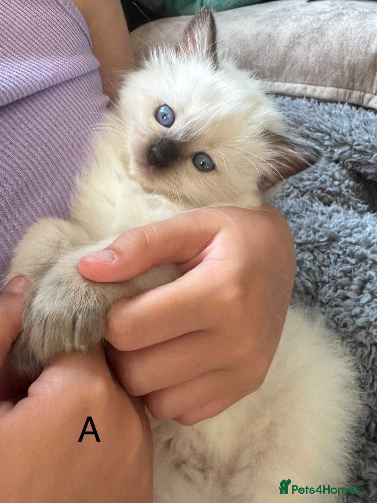 Ragdoll cats Classic & Mink Ragdoll Kittens - Advert 2