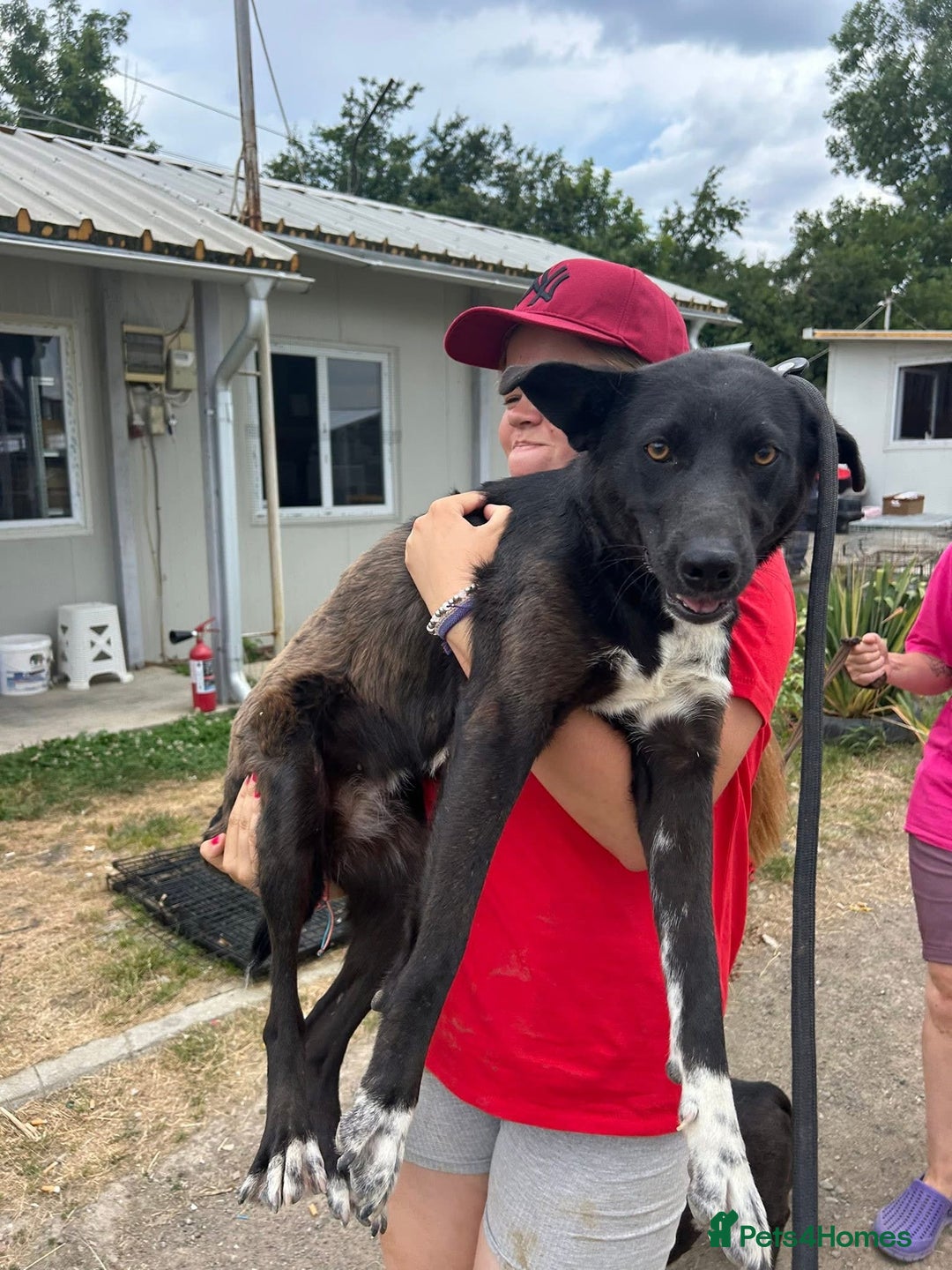 Mixed Breed dogs for adoption: Bethany -Norwich Norfolk  - Image 3