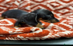 Miniature Dachshund dogs for sale: Miniature dachshund - Image 1