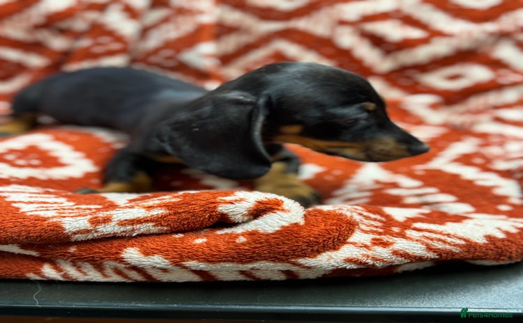 Miniature Dachshund dogs - Advert 7
