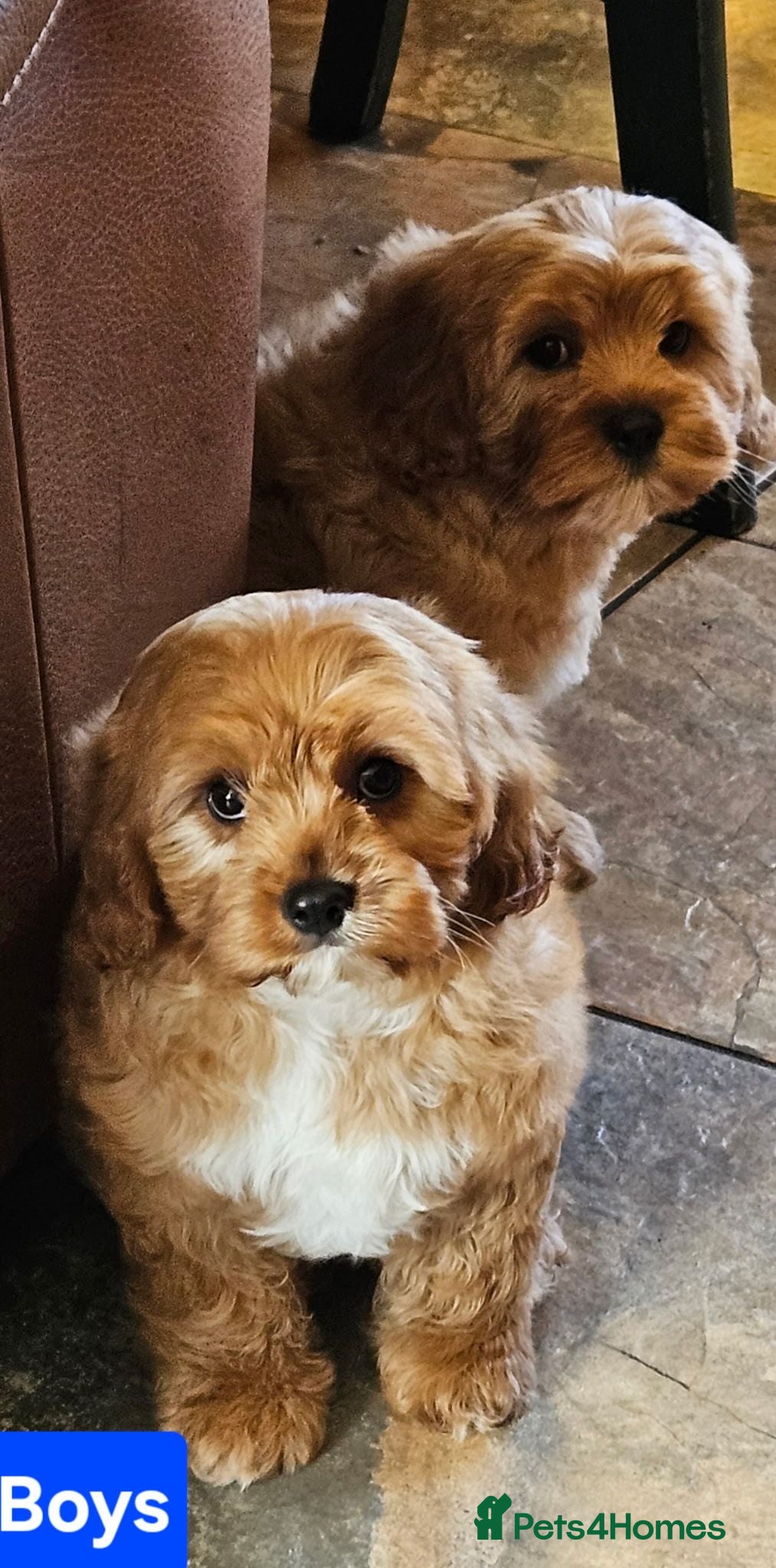 Cavapoo dogs 2 lovely cavapoo male puppies for sale  - Advert 13