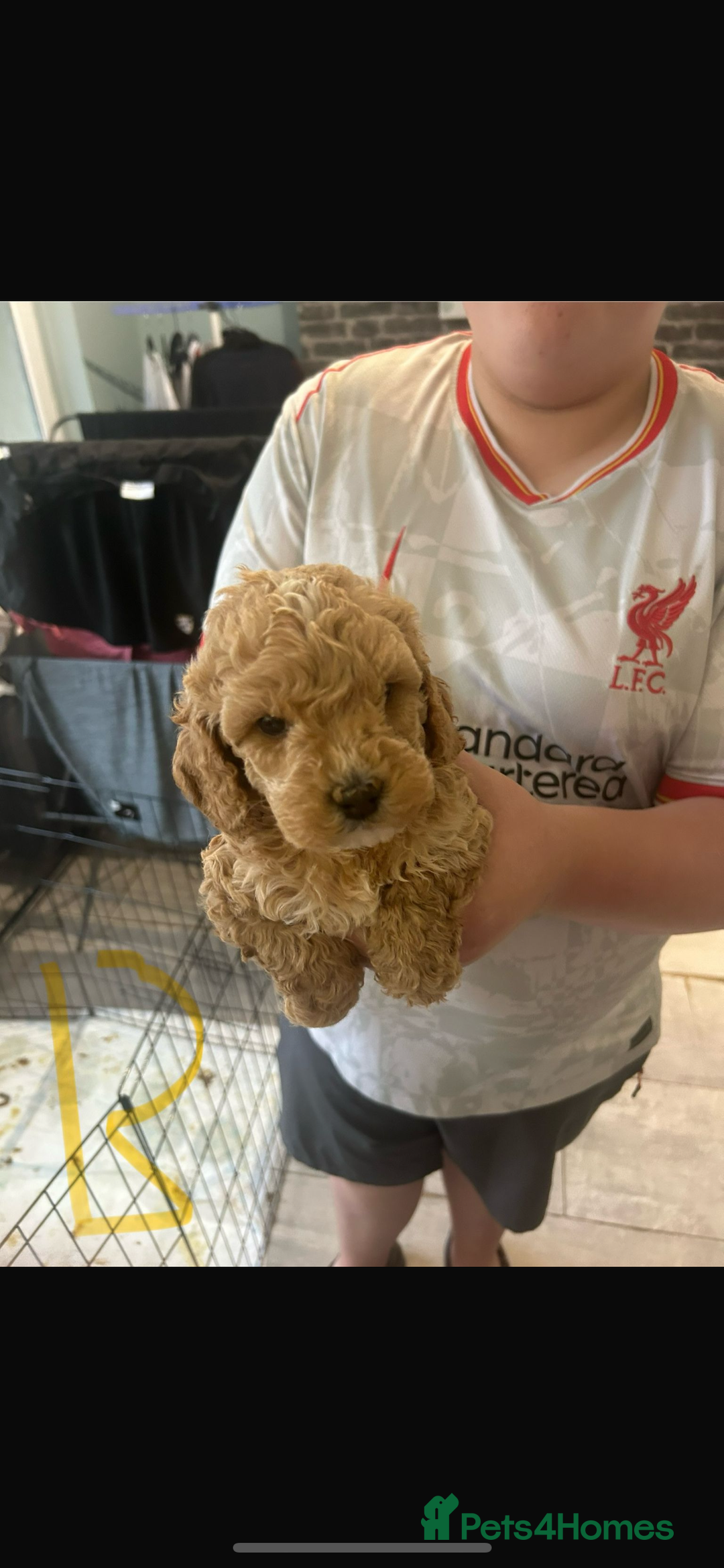 Cockapoo dogs for sale: Cockapoo puppies for sale  - Image 9