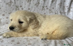 Golden Retriever dogs for sale: Golden Retriever Puppies 🐶🤍 - Image 9