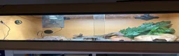 Leopard Gecko reptiles for sale: Baby leopard Gecko and set up  in Bristol - Advert 2