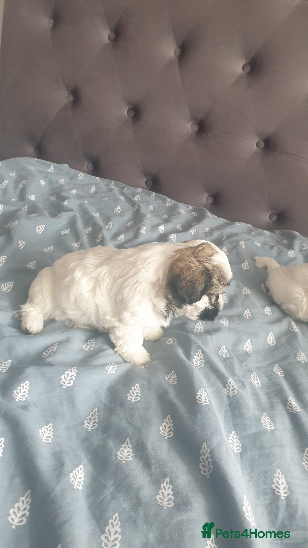 Bichon Frise dogs for sale: Bishon poppy's available  - Image 9
