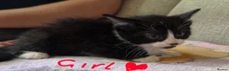 Mixed Breed cats for sale: Four adorable kittens - Advert 10