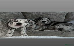 Cane Corso dogs for stud: 🧬MAJESTIC MERLE STUD🧬 - Image 10