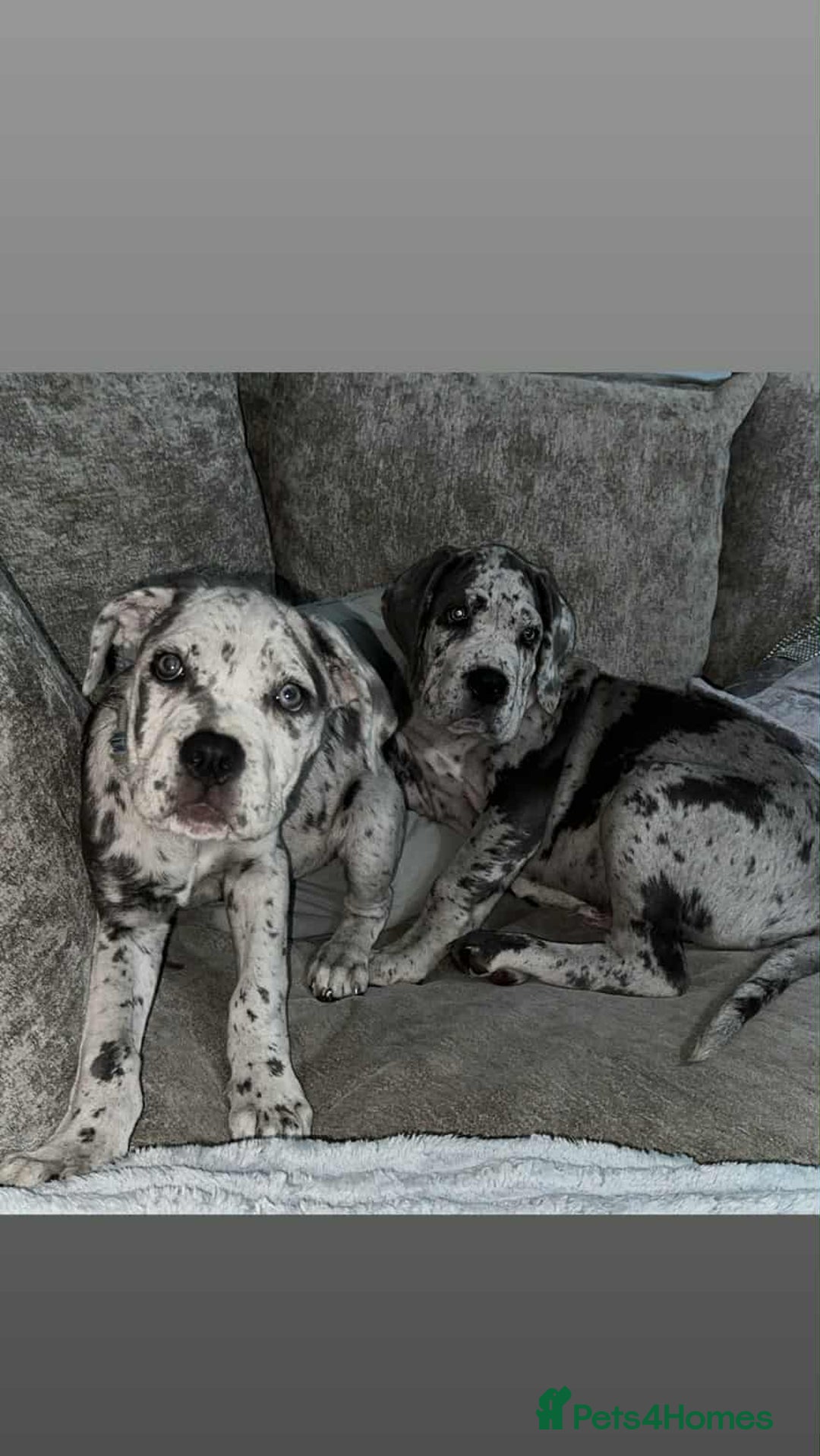 Cane Corso dogs for stud: 🧬MAJESTIC MERLE STUD🧬 - Image 10