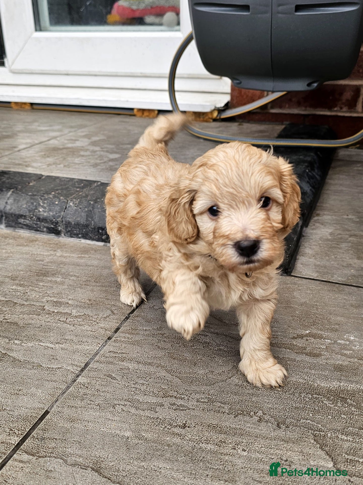 Cockapoo dogs LAST BOY LEFT!! Gorgeous Toy cockapoo puppies - Advert 1