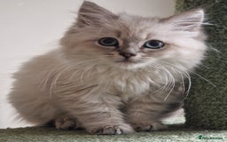 Siberian cats for sale: Blue Eyed Siberian Blue Point Kittens - Image 6