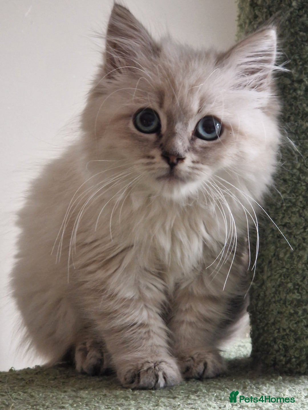 Siberian cats for sale: Blue Eyed Siberian Blue Point Kittens - Image 6