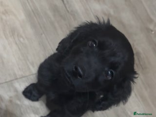 Cockapoo dogs Cockapoo puppies - Advert 16